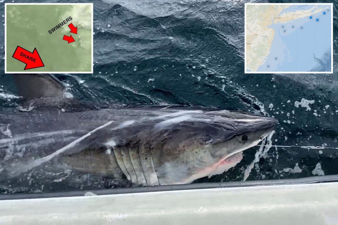 Great white sharks swarmed New York, New Jersey waters this summer amid predator population boom: expert