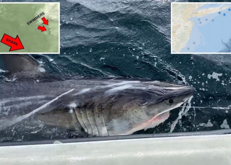 Great white sharks swarmed New York, New Jersey waters this summer amid predator population boom: expert