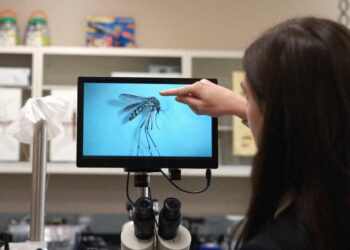 An Invasive Disease-Carrying Mosquito Has Spread to the Rocky Mountains