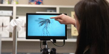 An Invasive Disease-Carrying Mosquito Has Spread to the Rocky Mountains