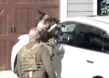 Border Patrol Goons Arrest Women at Gunpoint for Honking Car Horn