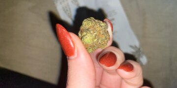 A THCa Flower That Makes All the Other Strains Jealous