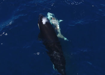 In Mexico, Killer Whales Take Down Great White Sharks