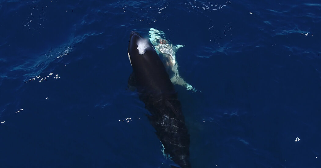 In Mexico, Killer Whales Take Down Great White Sharks