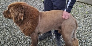 Irish Police Got a Call About a Lion. It Was Actually a Dog Named Mouse.