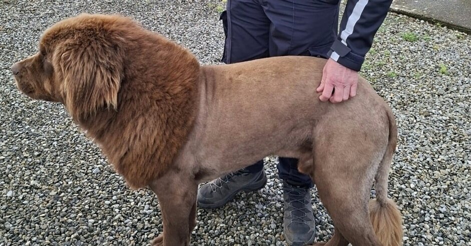 Irish Police Got a Call About a Lion. It Was Actually a Dog Named Mouse.