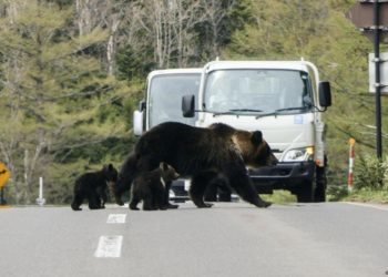 Japan deploys soldiers to deal with bear attacks