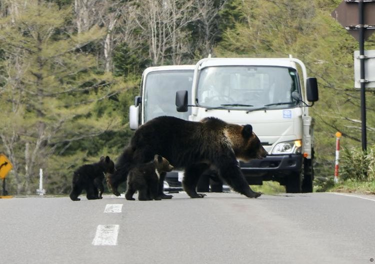 Japan deploys soldiers to deal with bear attacks