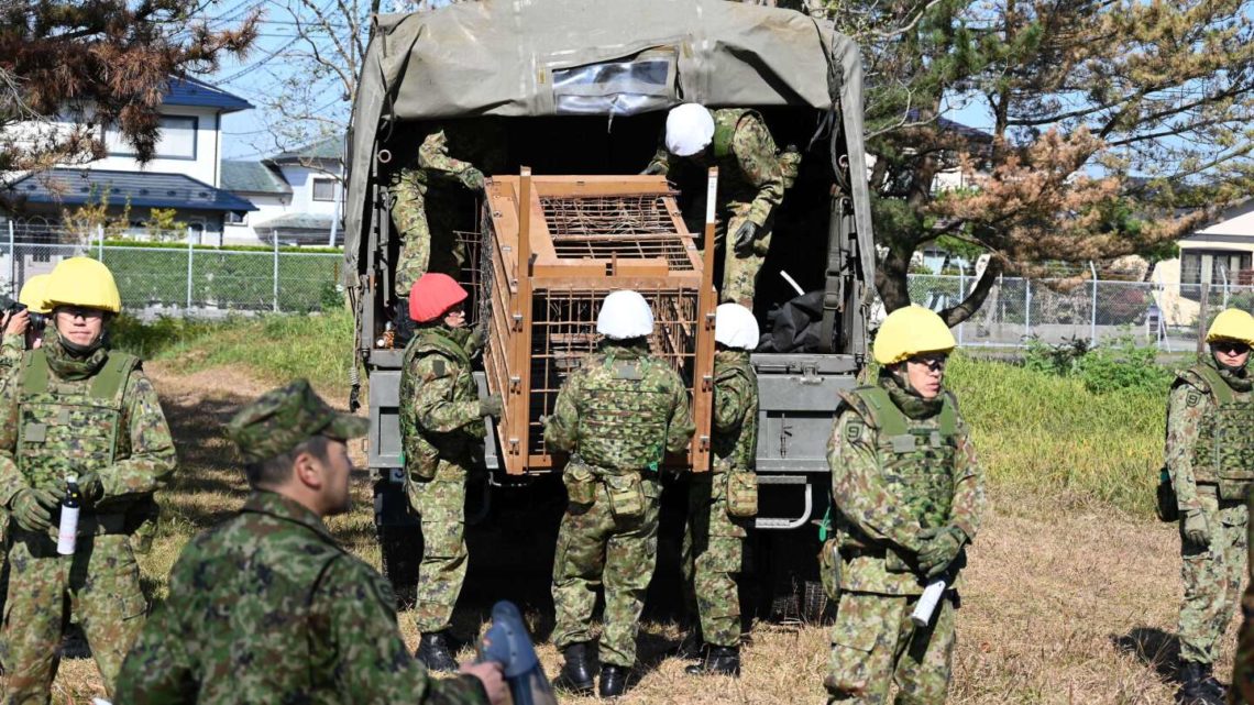 Japan sends troops to northern region to help stop bear attacks after a record number of casualties