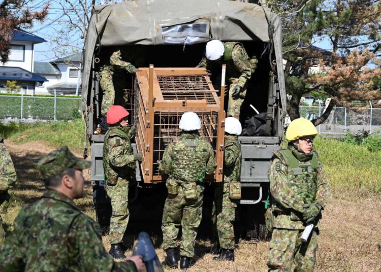 Japan sends troops to northern region to help stop bear attacks after a record number of casualties
