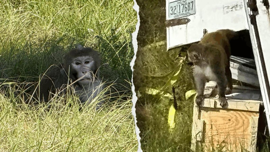 Mississippi mom says she shot and killed at-large monkey to protect her children