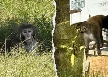 Mississippi mom says she shot and killed at-large monkey to protect her children