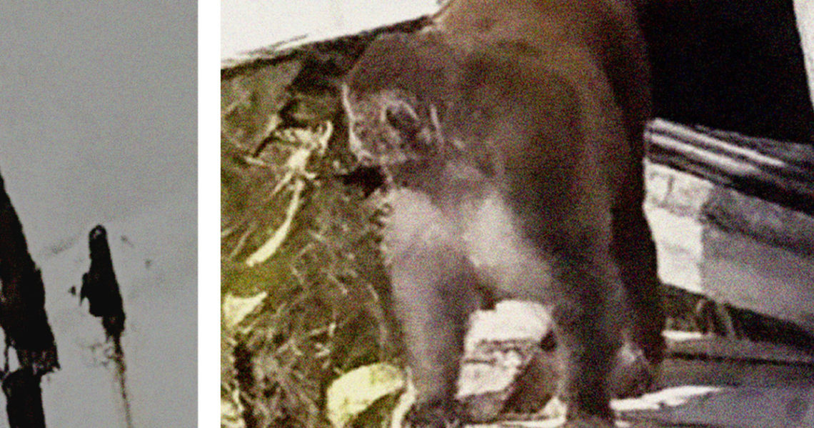 Mississippi preacher shoots one of last lab monkeys that escaped a truck crash
