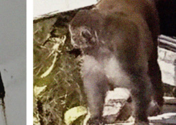 Mississippi preacher shoots one of last lab monkeys that escaped a truck crash