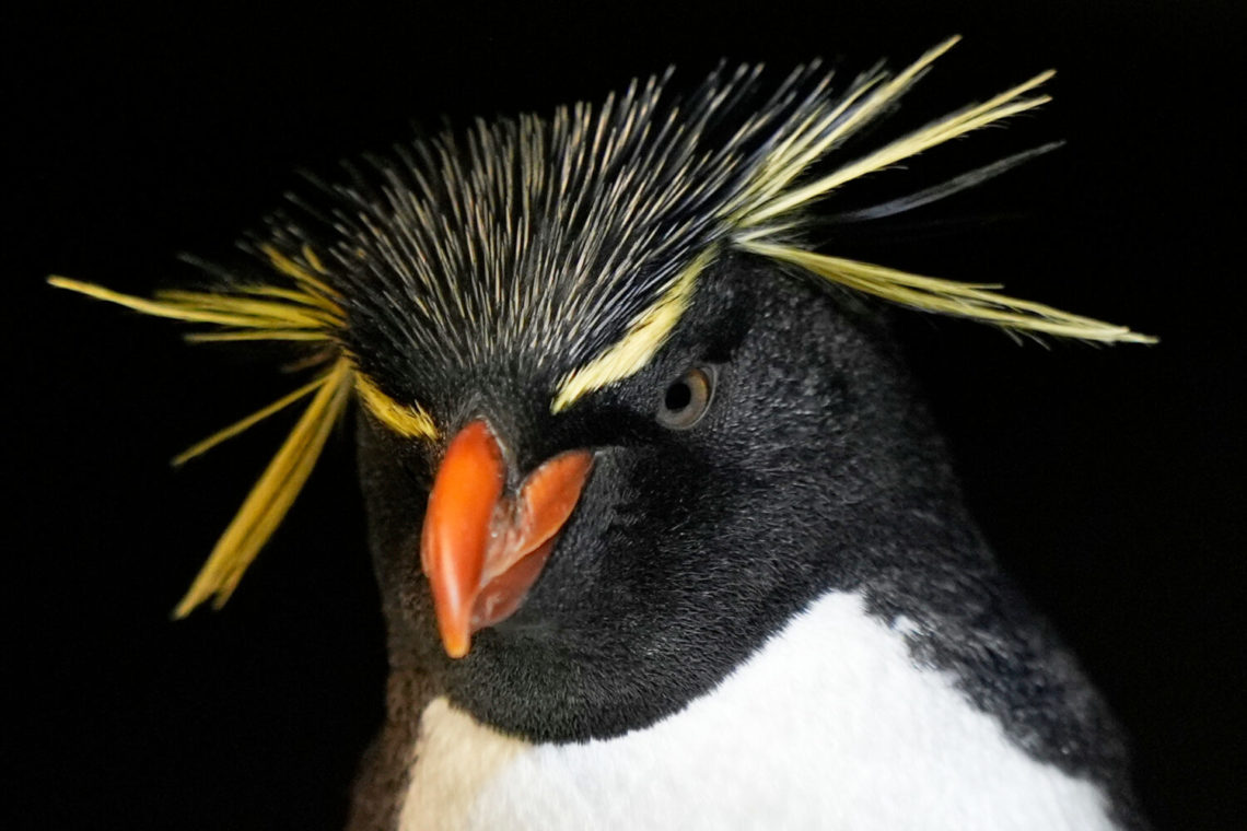 Much like a nursing home, penguins at a Boston aquarium can age with dignity