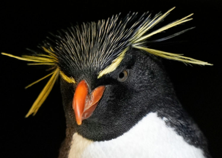 Much like a nursing home, penguins at a Boston aquarium can age with dignity