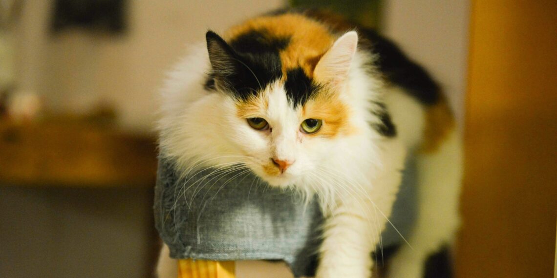 New Study Says Humans Still Don’t Understand Cats—and Keep Getting Scratched for It