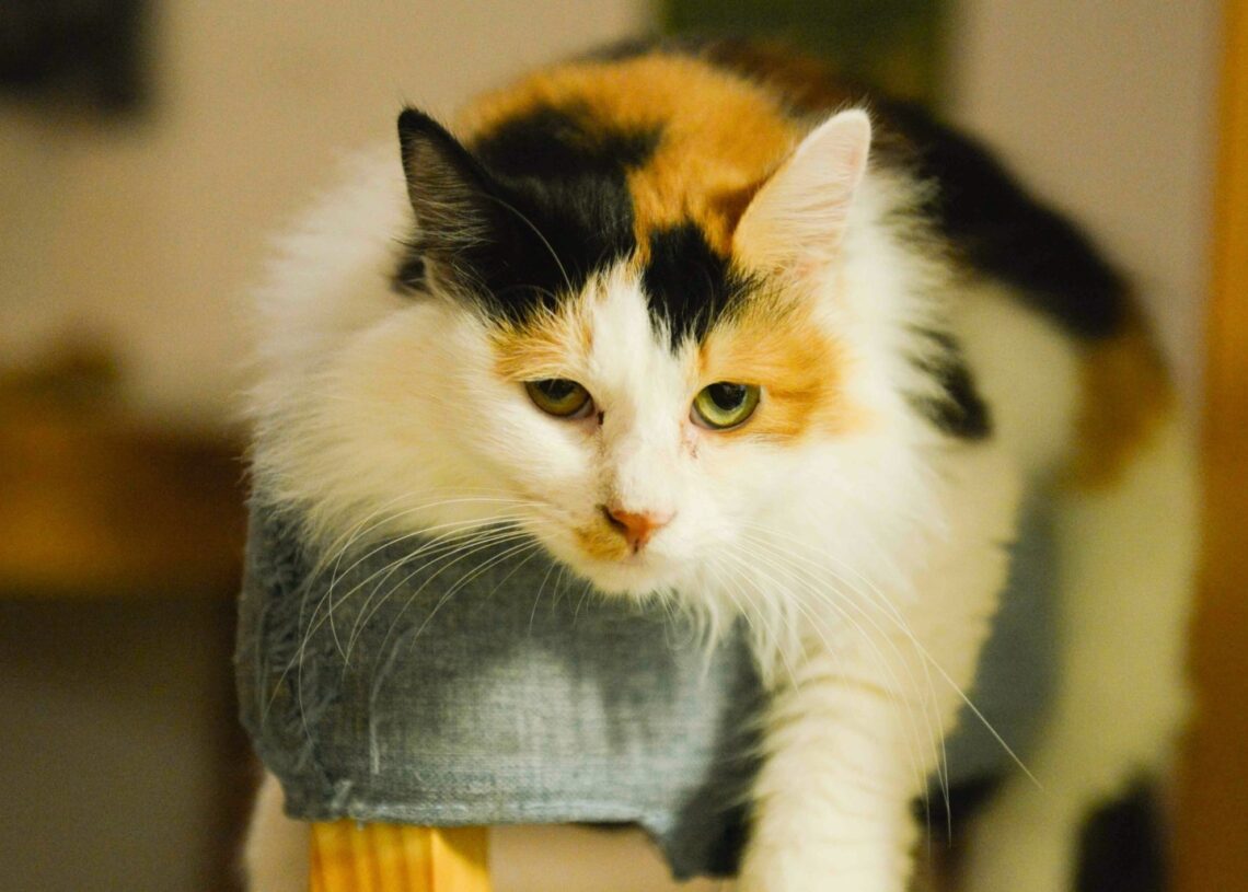 New Study Says Humans Still Don’t Understand Cats—and Keep Getting Scratched for It