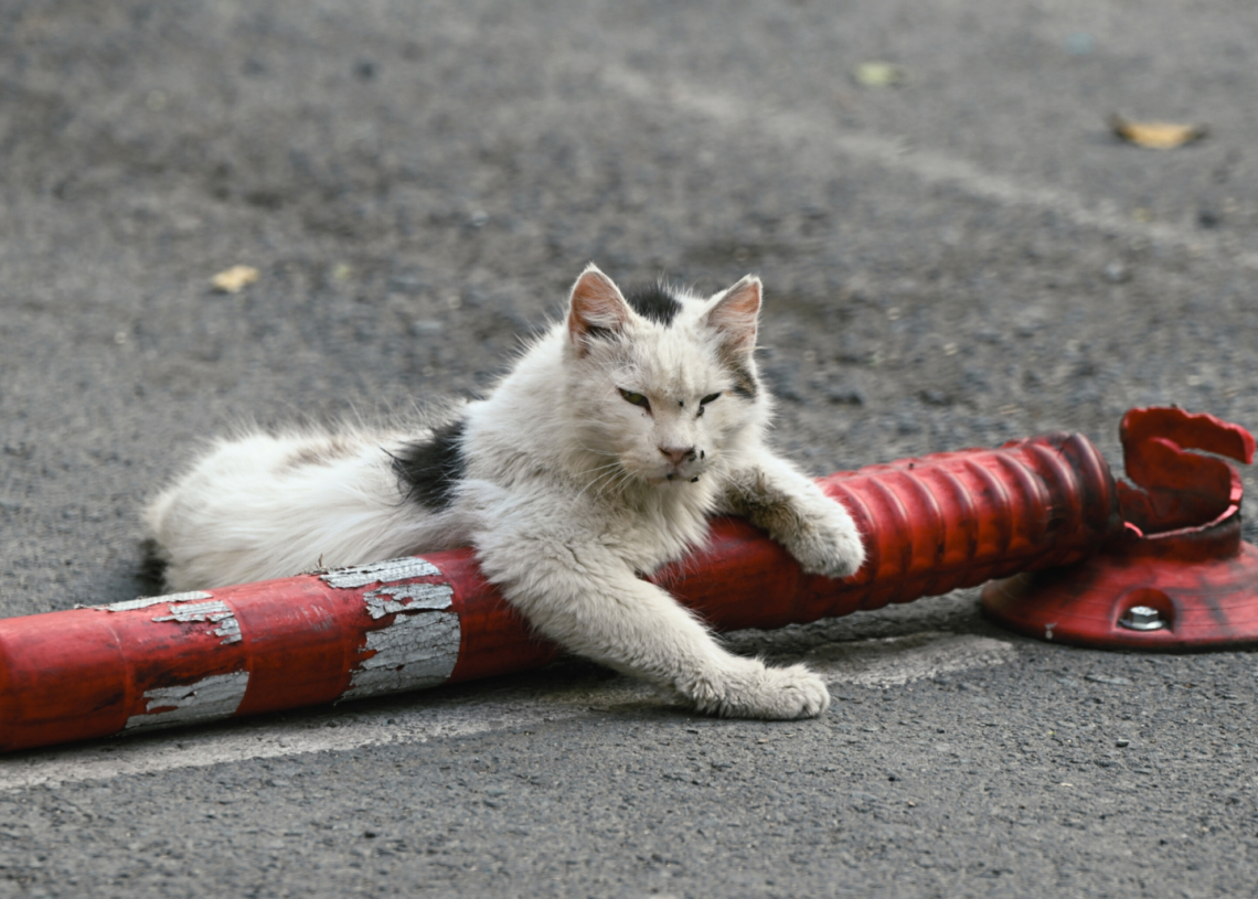 New Zealand Moves to Wipe Out Feral Cats by 2050