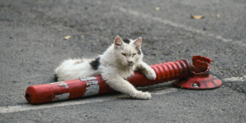 New Zealand Moves to Wipe Out Feral Cats by 2050