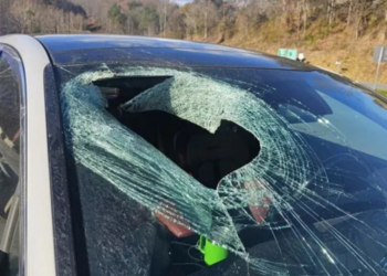 North Carolina Driver Says a Bald Eagle Dropped a Cat Through Her Windshield