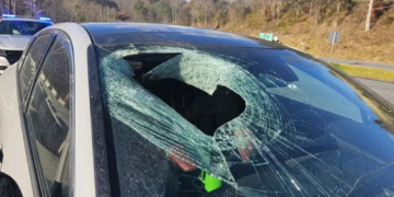 North Carolina Driver Says a Bald Eagle Dropped a Cat Through Her Windshield