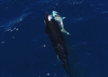Orcas Filmed Paralyzing Great White Sharks Before Eating Their Livers