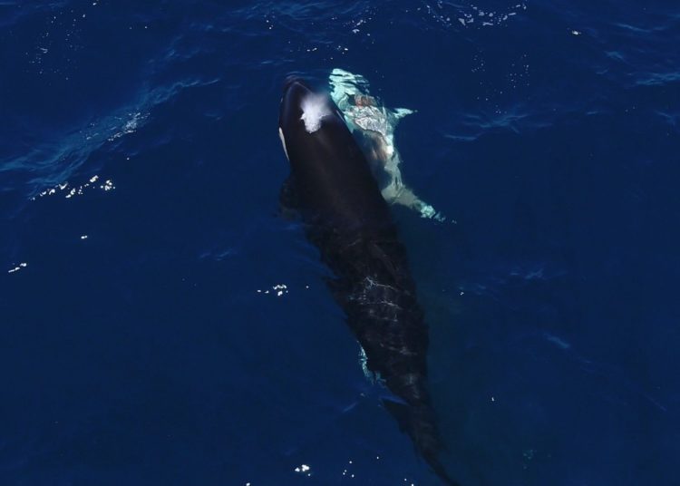 Orcas Filmed Paralyzing Great White Sharks Before Eating Their Livers