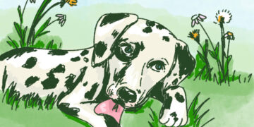 Ask A Vet: Why won’t my dog stop licking her feet?