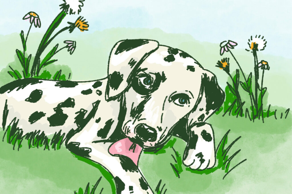 Ask A Vet: Why won’t my dog stop licking her feet?