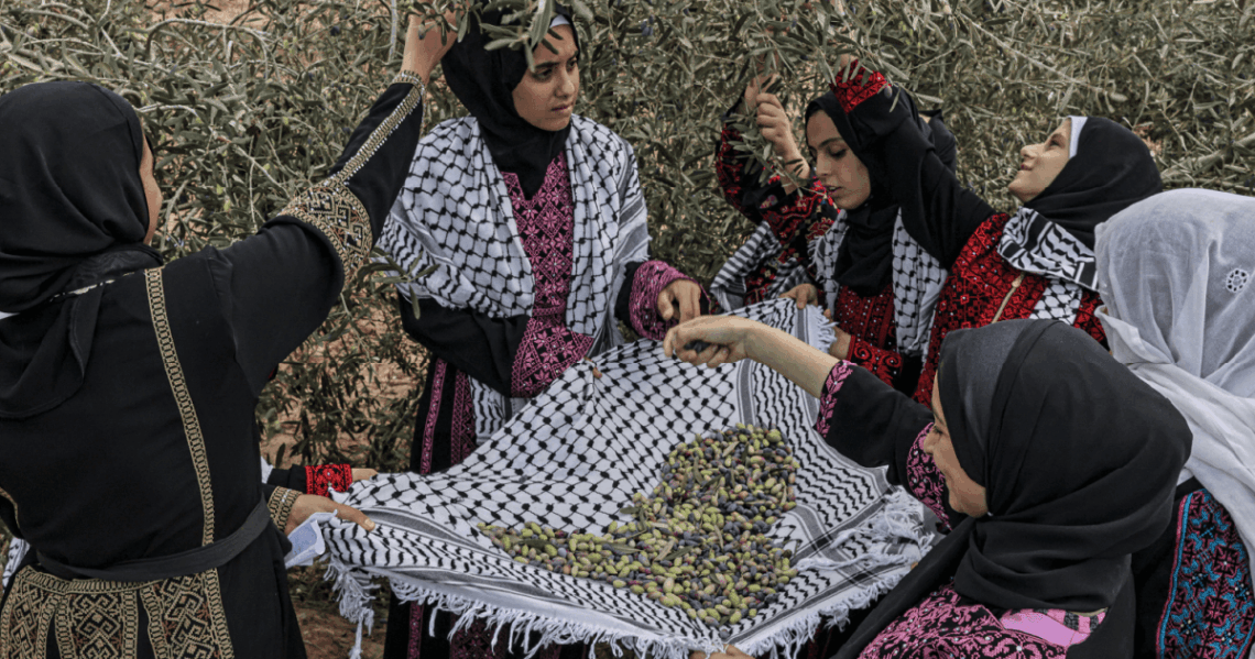 Palestine’s olives: A visual guide to the annual harvest and traditions