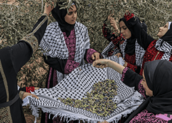 Palestine’s olives: A visual guide to the annual harvest and traditions
