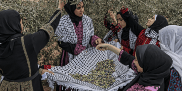 Palestine’s olives: A visual guide to the annual harvest and traditions