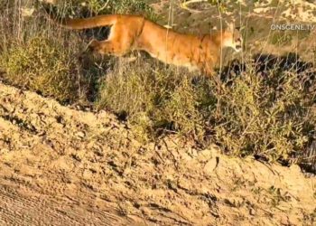 Popular Orange County park closed after mountain lion stalks, charges mountain bikers