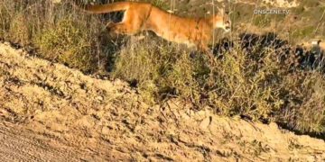 Popular Orange County park closed after mountain lion stalks, charges mountain bikers