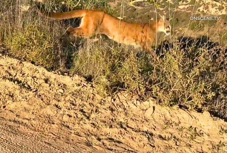 Popular Orange County park closed after mountain lion stalks, charges mountain bikers