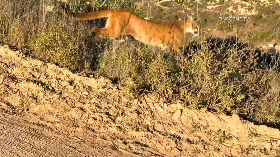 Popular Orange County park closed after mountain lion stalks, charges mountain bikers