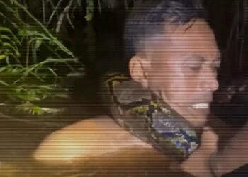 Python Filmed Dragging Tour Guide Underwater Before Coiling Around His Neck