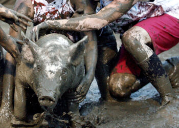 A Wyoming county fair brings back pig wrestling — but with no men allowed