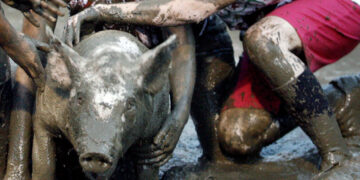 A Wyoming county fair brings back pig wrestling — but with no men allowed