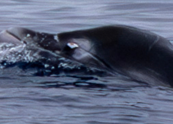 Rare Tusked Whale Found Alive for the First Time, and Scientists Shot It