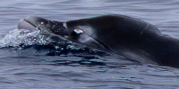 Rare Tusked Whale Found Alive for the First Time, and Scientists Shot It