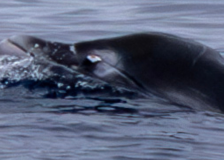 Rare Tusked Whale Found Alive for the First Time, and Scientists Shot It