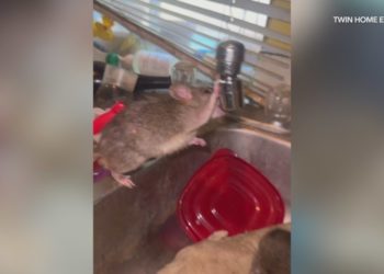 Rat-infested Orange County home frustrating neighbors