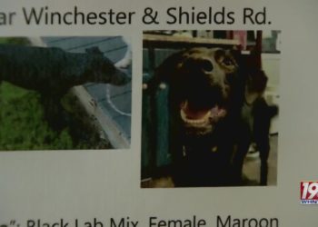 Scammer targets owners of missing dog