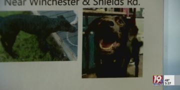 Scammer targets owners of missing dog