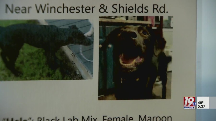 Scammer targets owners of missing dog