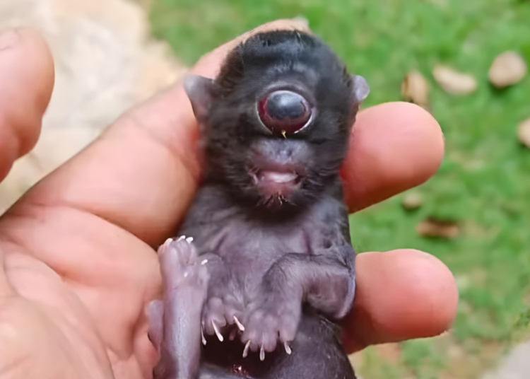 Rare ‘Cyclops Cat’ Born in Brazil. Scientists Explain How It Happened.