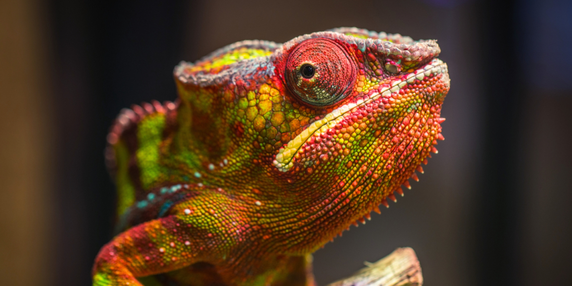 Scientists Finally Figured Out Why Chameleons’ Eyes Look Like That