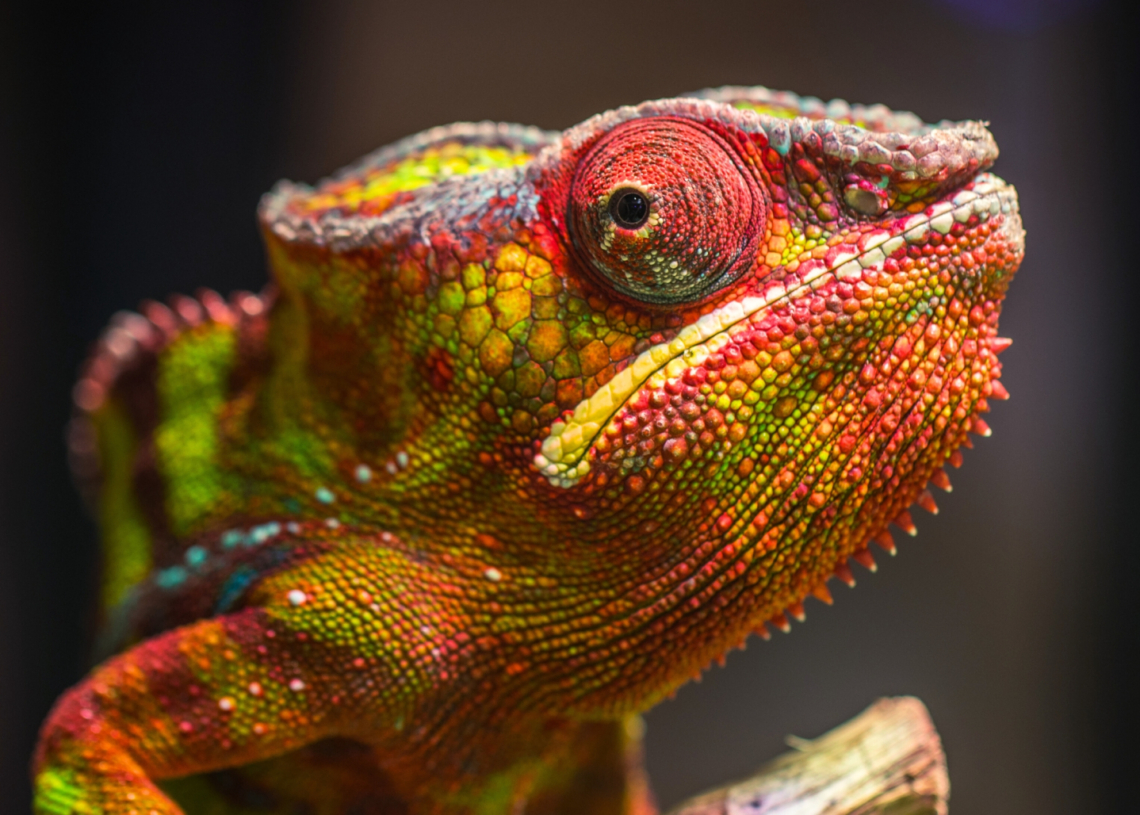 Scientists Finally Figured Out Why Chameleons’ Eyes Look Like That